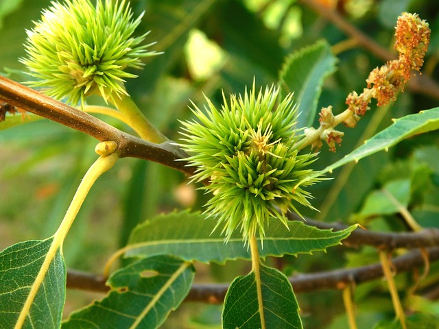 Marone, Sommer, Esskastanie, Natur, Baum